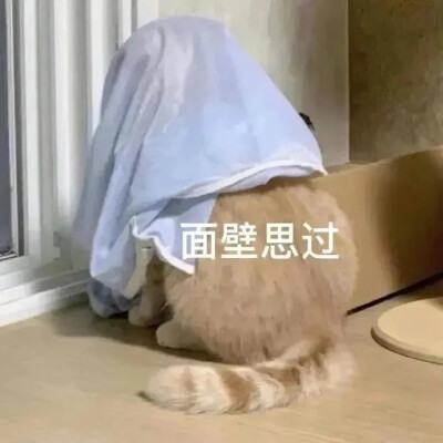 猫猫表情包