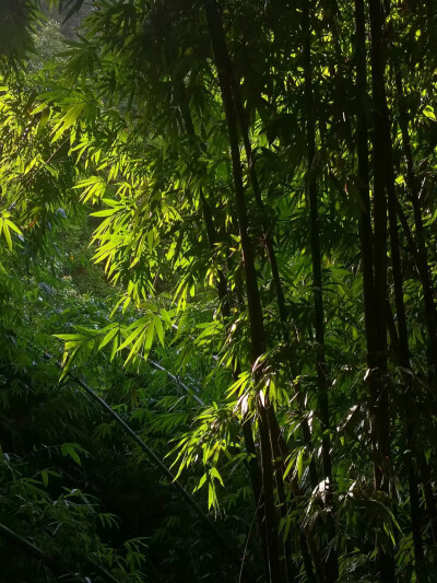 清水连秀山，山水共和时。竹间花草香，水间清如镜。