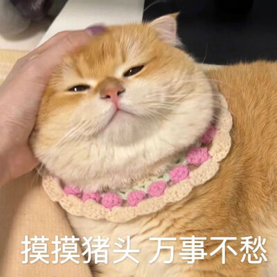 存一波猫猫表情包
侵权删