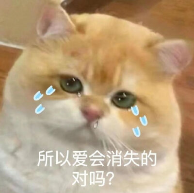 存一波猫猫表情包
侵权删