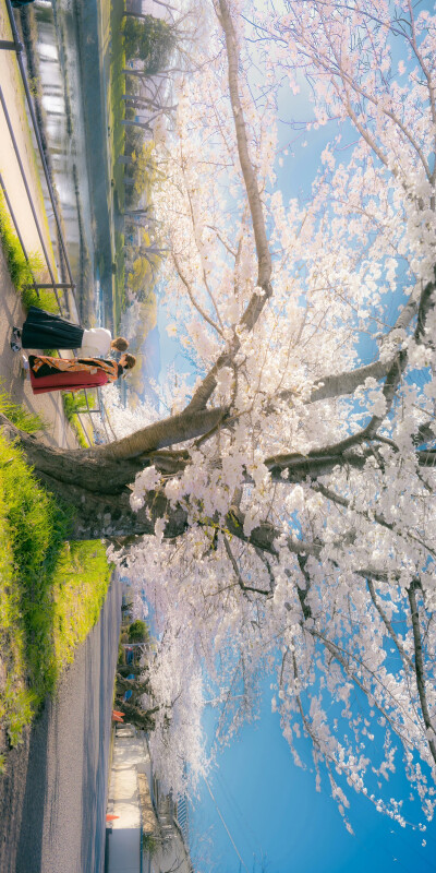 花的春日来信，邮戳是一片花瓣​​​