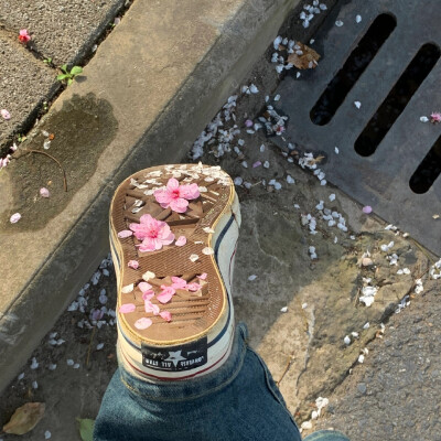 春日 背景图