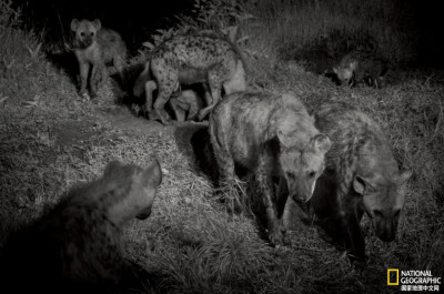 《鬣狗姊妹》
黄昏降临，作为鬣狗群首领的一对姊妹（银块与星尘）去了一个公用巢穴。摄影：Jen Guyton