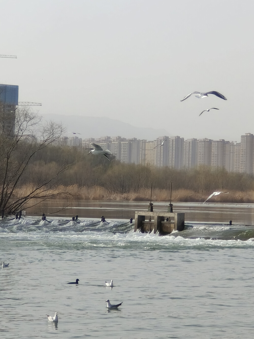 湿地公园辰景处来的新朋友——海鸥（2024.3.22）