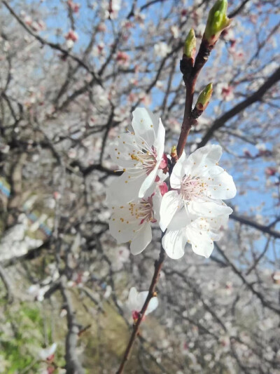 春风那个啥，就是一调皮捣蛋鬼，轻轻一吹，就把咱们的心弦当摇篮曲给哄醒了。花儿们呢，一个个像写情书的小能手，悄悄告诉世界，春天来了，恋爱模式全开，连早上的第一缕阳光都甜得掉渣。春天的初恋故事，每天都在晨…