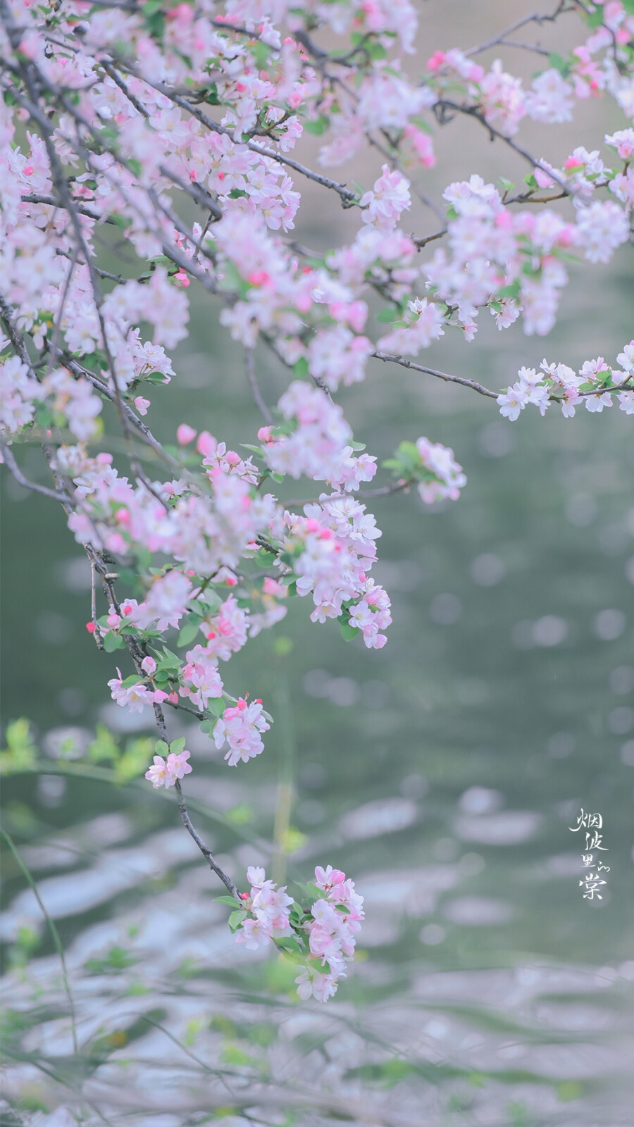 我的生命是一万次的春和景明～
在春光里看万物都很幸福！
依然是西府海棠～@烟波里的棠