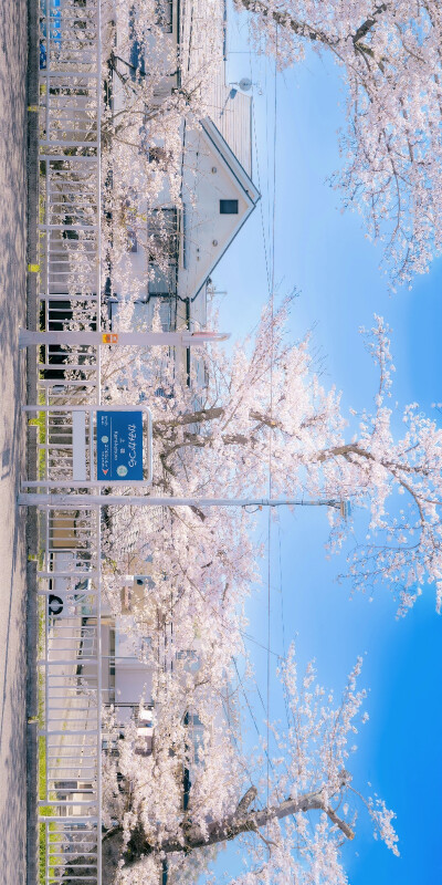 花的春日来信，邮戳是一片花瓣​​​