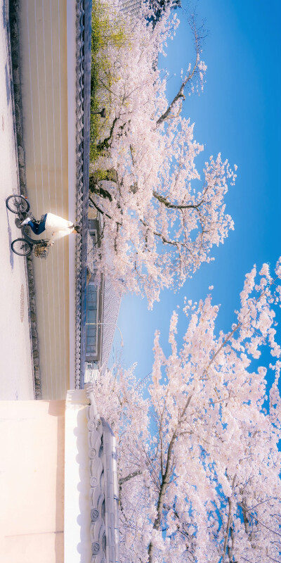 花的春日来信，邮戳是一片花瓣​​​