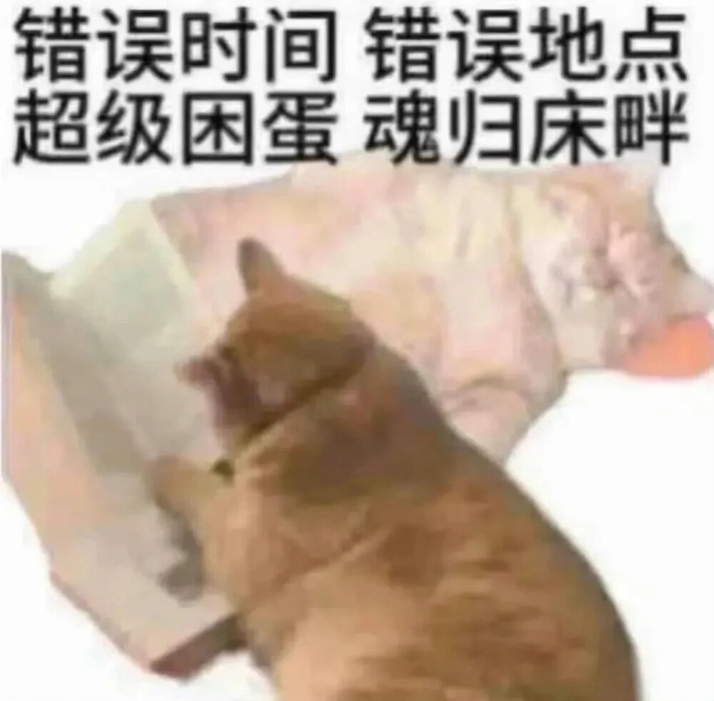 圖源xhs