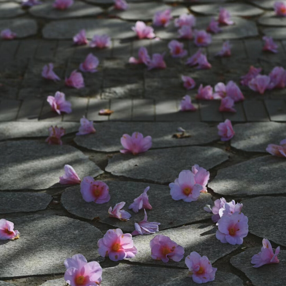 花朵背景图