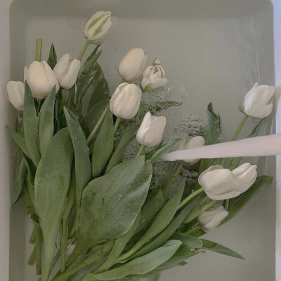 背景｜文案
爱是一种气候，比如大雪肃穆，春山葳蕤。