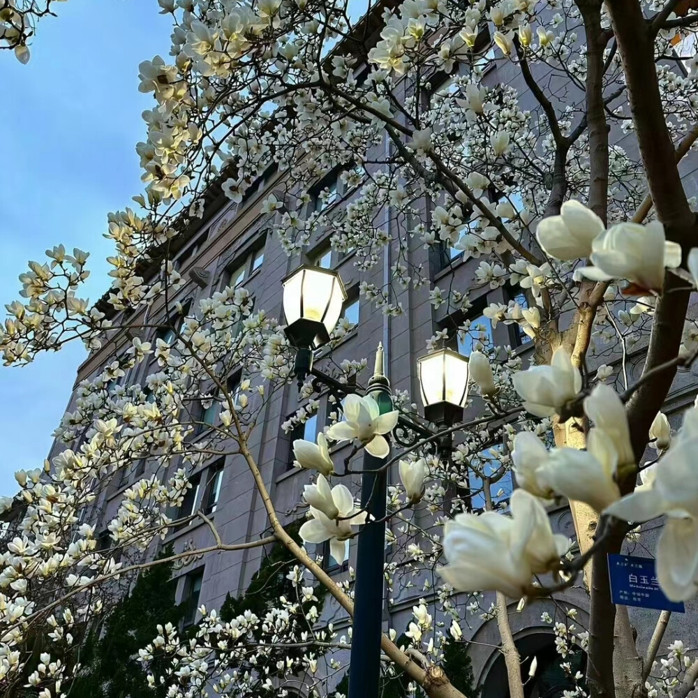 花朵背景图