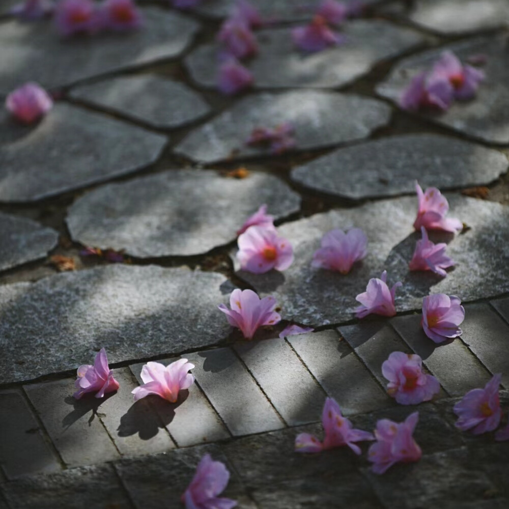 花朵背景图