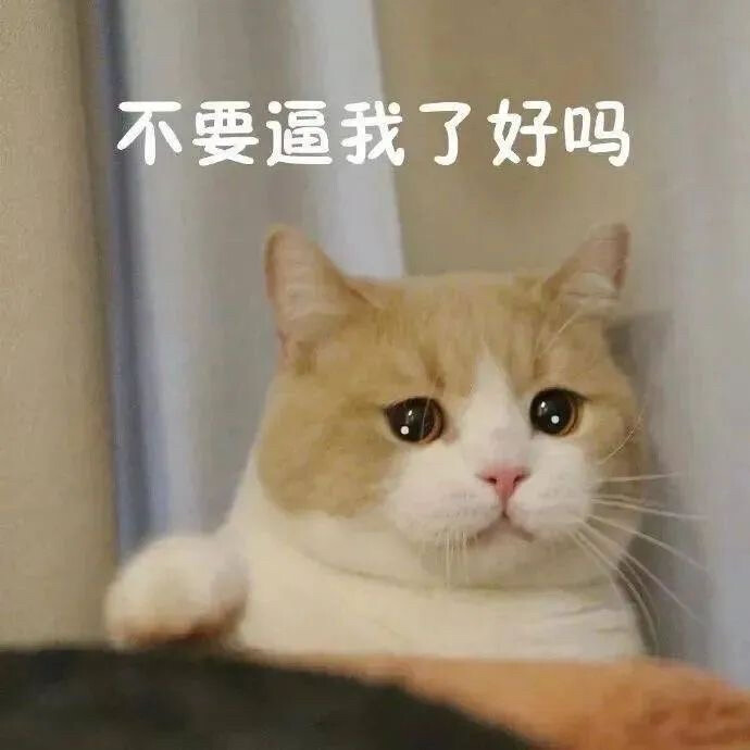 猫猫狗狗表情包