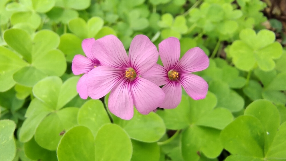 小花也可爱：“红花酢浆草”欣赏