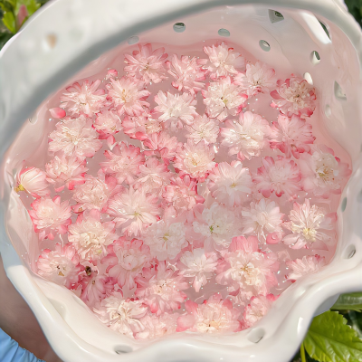 背景｜文案
世间温柔，不过是芳春柳摇染花香，槐序蝉鸣入深巷，白茂叶落醉故乡。