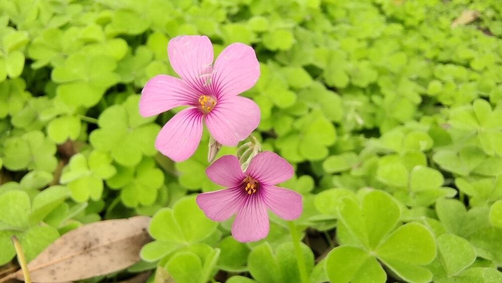 小花也可爱：“红花酢浆草”欣赏