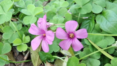 小花也可爱：“红花酢浆草”欣赏