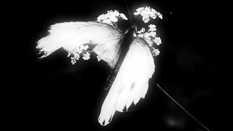 剧情橙光素材·baekbuuh