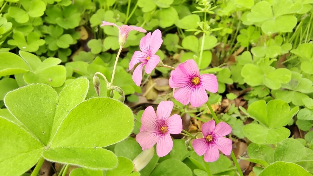 小花也可爱：“红花酢浆草”欣赏