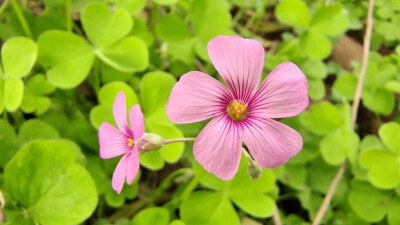 小花也可爱：“红花酢浆草”欣赏