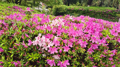 雨中赏花：杜鹃花