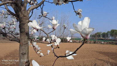 闲抬素手扬飞雪，含愁倚树玉兰花。玉兰花开春意浓，花海漫卷梦幻中。玉兰花香迎佳客，轻舞风中梦里来。玉兰花开自高飞，清雅花香心自追。