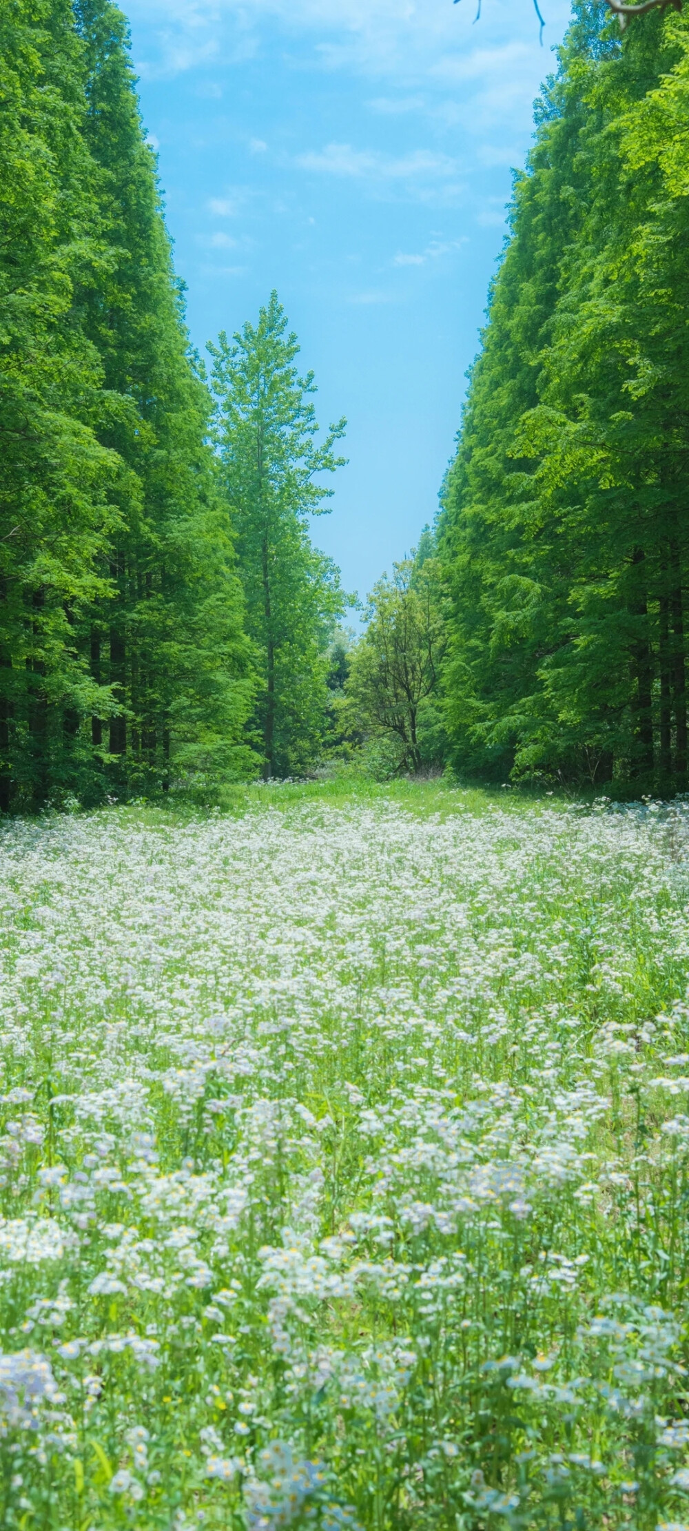 绿色壁纸