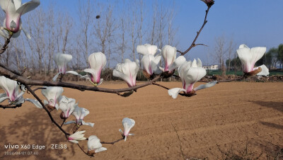 闲抬素手扬飞雪，含愁倚树玉兰花。玉兰花开春意浓，花海漫卷梦幻中。玉兰花香迎佳客，轻舞风中梦里来。玉兰花开自高飞，清雅花香心自追。