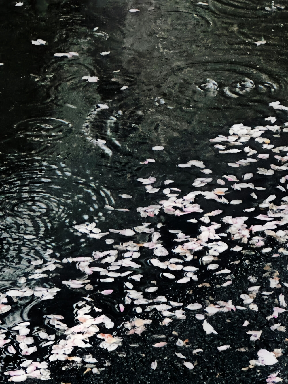 你也想念吗 那个下雨天