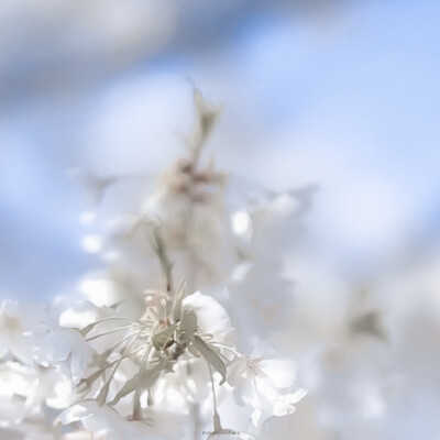 古山上 诞生沾满雪的花蕊