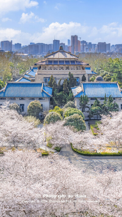 武大樱花，珞樱芳菲
漫步校园，在满天繁花和琉璃碧瓦间，伸手接住春天
by.@Hobin-MK813