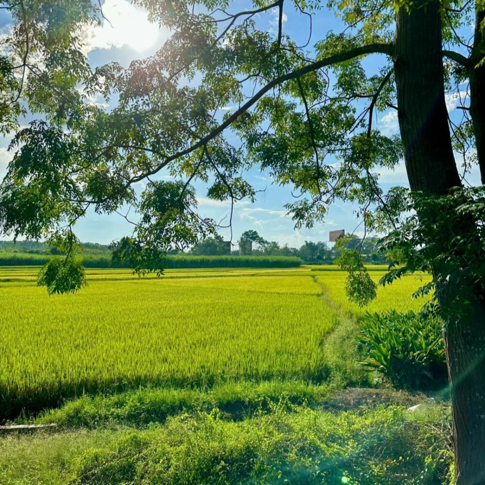 树的背景图