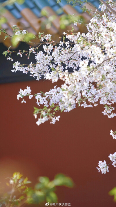 朝天宫樱花
摄影@微风吹淡的蓝
#发现极美南京##带着微博去旅行##植物##2024全国春日赏花地图# ​​​