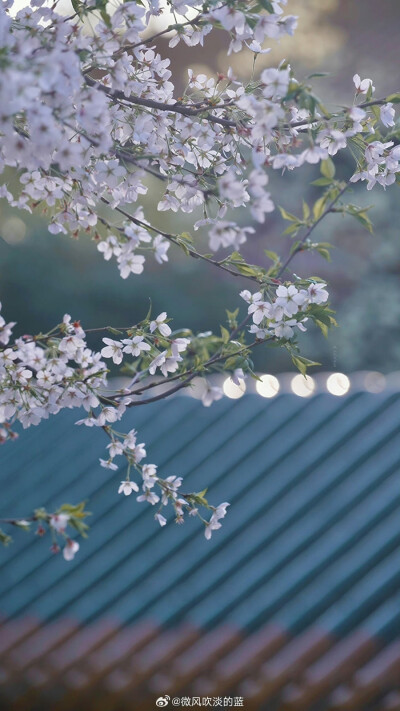 朝天宫樱花
摄影@微风吹淡的蓝
#发现极美南京##带着微博去旅行##植物##2024全国春日赏花地图# ​​​