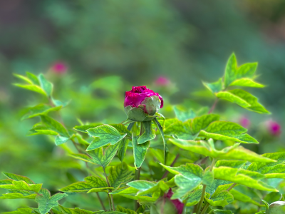 菏泽天香公园牡丹花初开