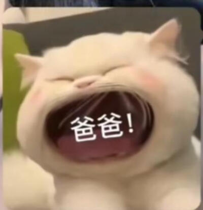 可爱小猫