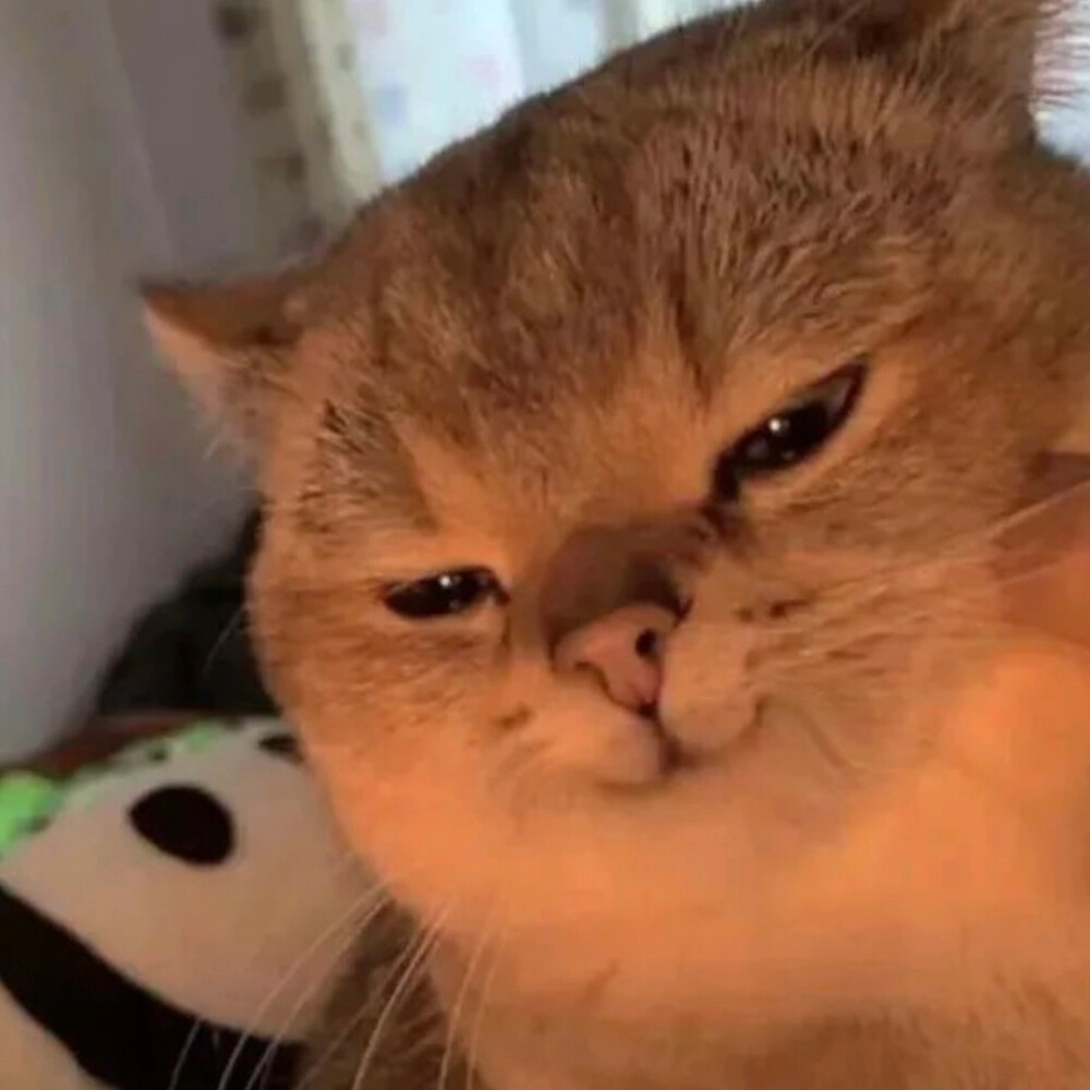 可爱萌宠头像