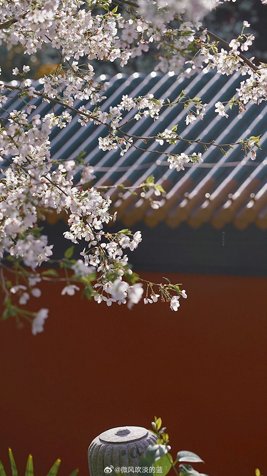 朝天宫樱花
摄影@微风吹淡的蓝
#发现极美南京##带着微博去旅行##植物##2024全国春日赏花地图# ​​​