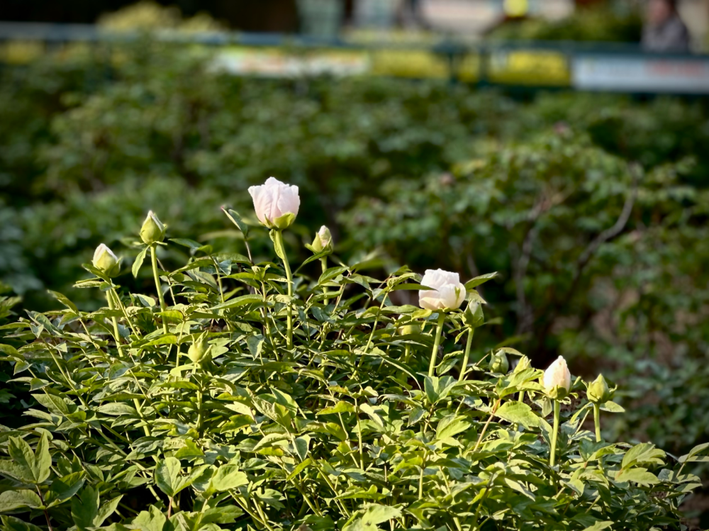 菏泽天香公园牡丹花初开