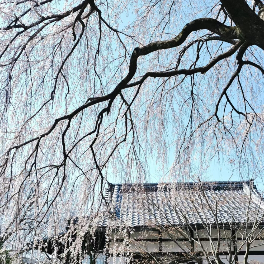 树的背景图