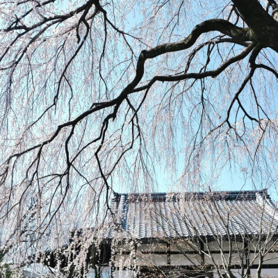 树的背景图