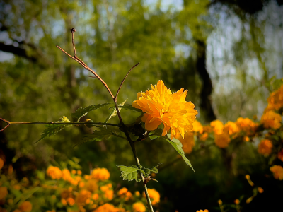 菏泽天香公园牡丹花初开