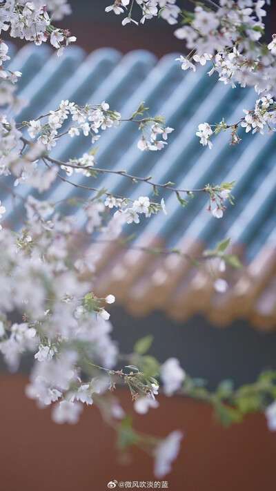 朝天宫樱花
摄影@微风吹淡的蓝
#发现极美南京##带着微博去旅行##植物##2024全国春日赏花地图# ​​​