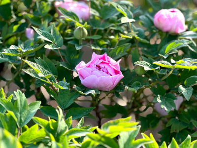 菏泽天香公园牡丹花初开