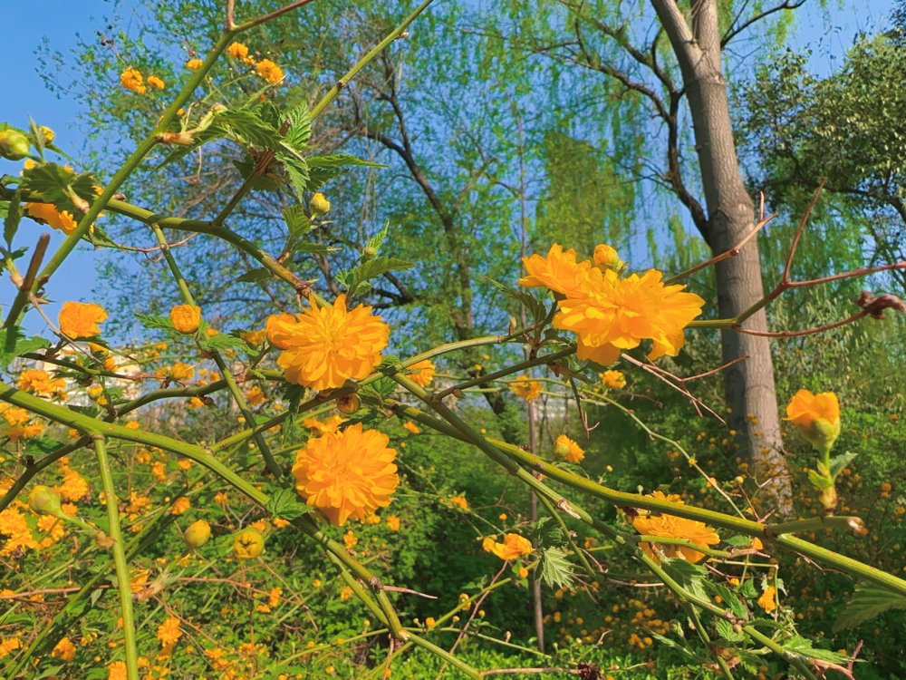 菏泽天香公园牡丹花初开