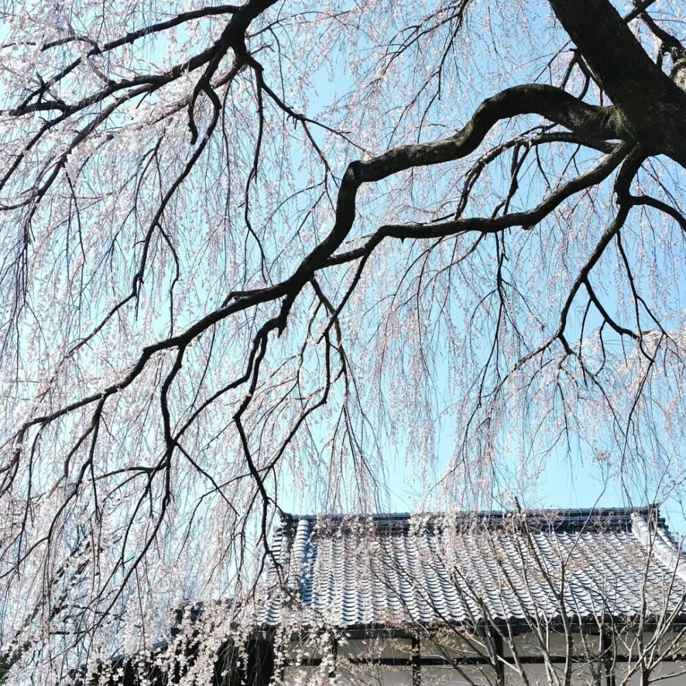 树的背景图