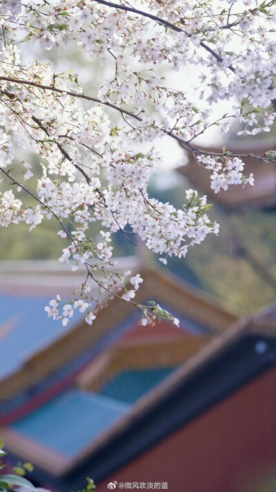 朝天宫樱花
摄影@微风吹淡的蓝
#发现极美南京##带着微博去旅行##植物##2024全国春日赏花地图# ​​​