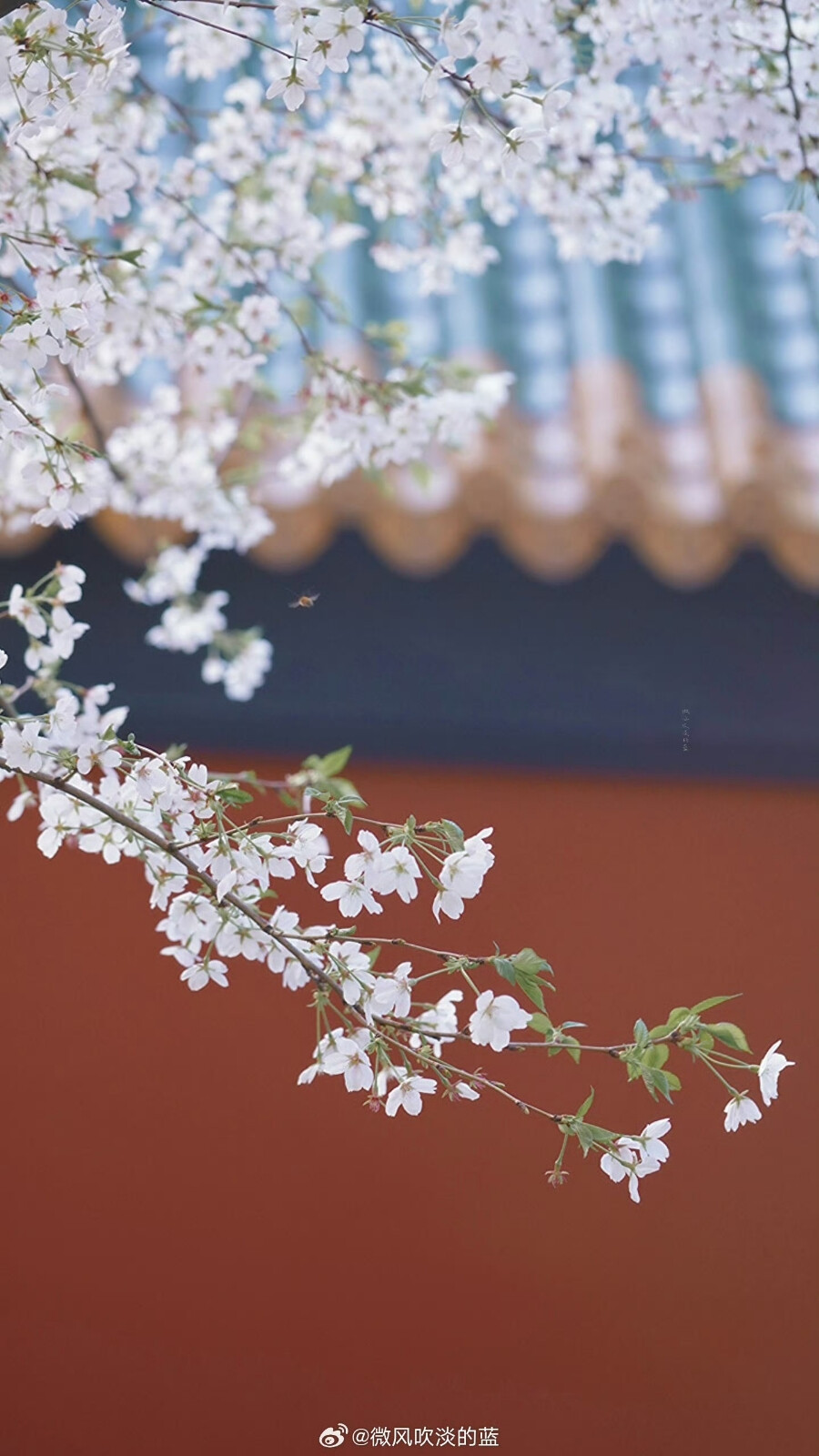 朝天宫樱花
摄影@微风吹淡的蓝
#发现极美南京##带着微博去旅行##植物##2024全国春日赏花地图# ​​​