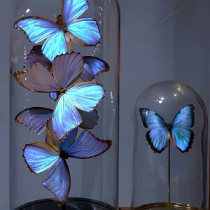 蓝色背景图 蝴蝶